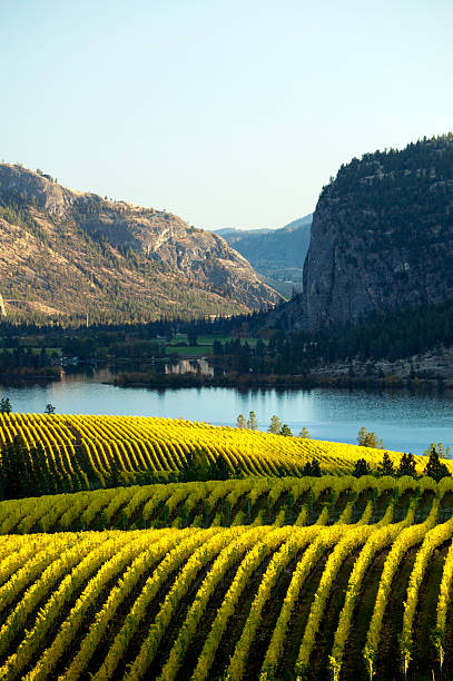 A beautiful vineyard in Okanagan Valley at McIntyre Bluff stock photo