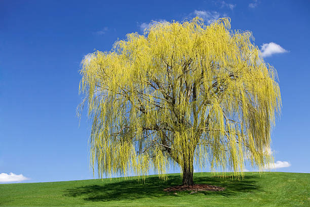 Spring Weeping Willow against a Blue Sky "A large early spring weeping willow, on a freshly mowed grass hill, against a blue sky with some clouds." willow tree photos stock pictures, royalty-free photos & images