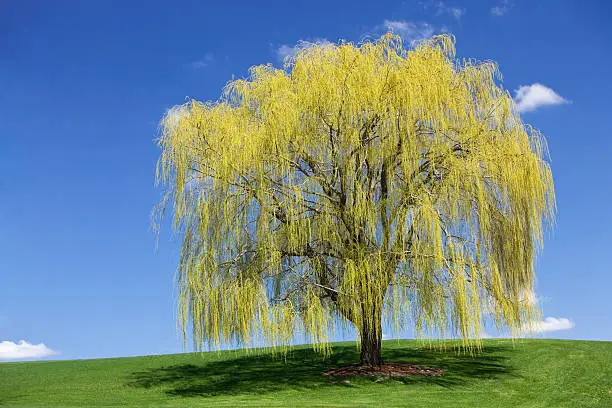 Photo of Spring Weeping Willow against a Blue Sky