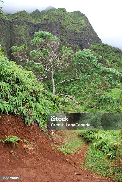 Foto de Trilha Para Caminhada Em Oahu Havaí e mais fotos de stock de Barro - Barro, Beleza natural - Natureza, Cena de tranquilidade