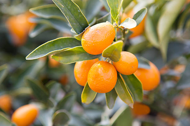 istock Orange Trees in Padua Italy 183874020