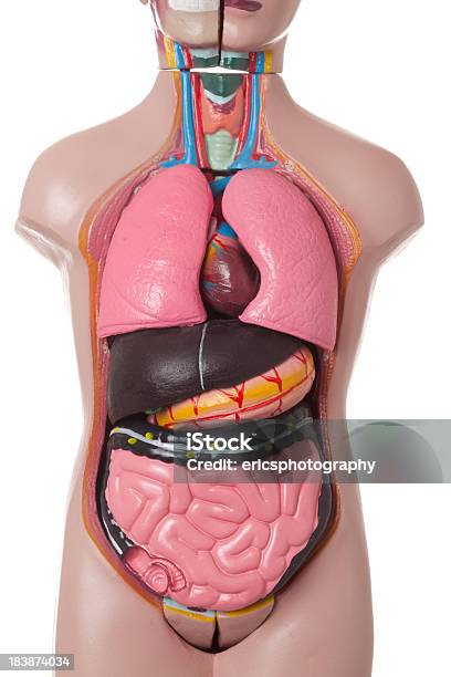 Human Torso Stock Photo - Download Image Now - Anatomical Model, Anatomy, Cut Out