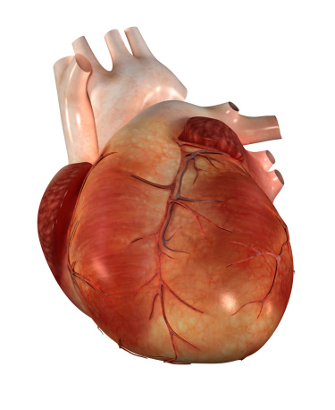 Human heart anatomy on abstract scientific background. 3d illustration