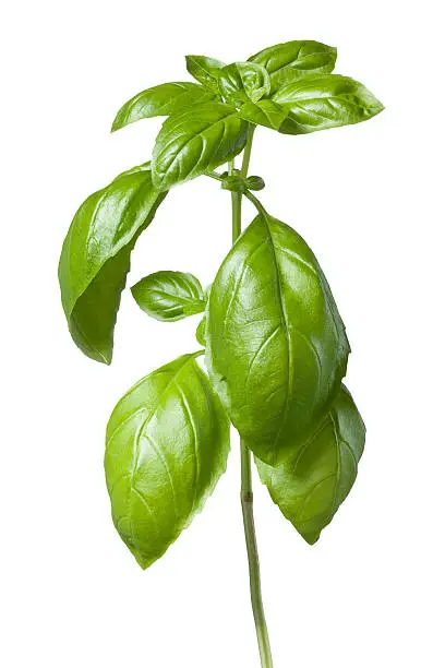 Basil isolated on white.Similar pictures: