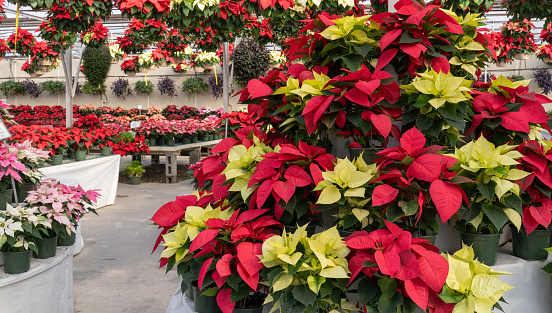 Beautiful red and yellow poinsettia (Euphorbia pulcherrima) on display at greenhouse blooming in time for the Christmas Holiday Season