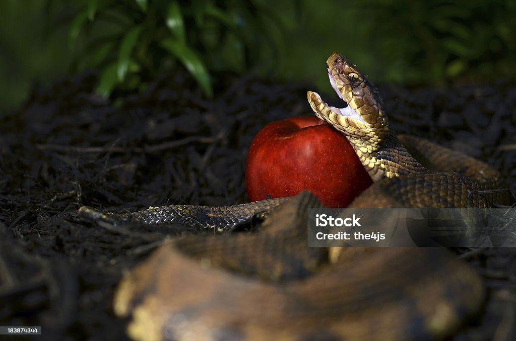 Garden of Eden - The devil speaks. The highly venomous Eastern Cottonmouth or Water Moccasin (Agkistrodon Piscivorus Piscivorus) opens his mouth upon a delicious red apple. Snake Stock Photo