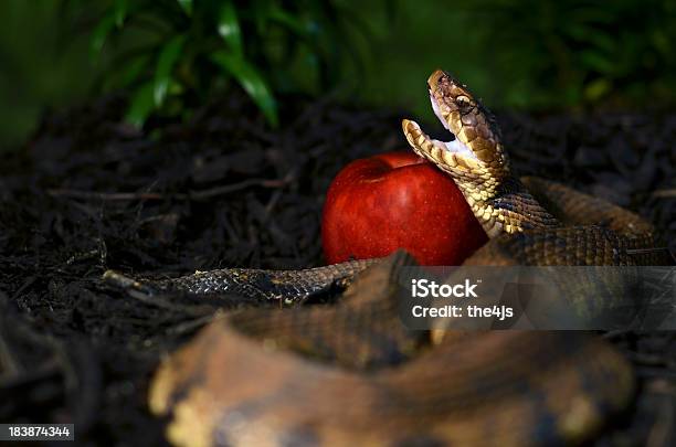 Garden Of Eden The Devil Speaks Stock Photo - Download Image Now - Snake, Apple - Fruit, Forbidden
