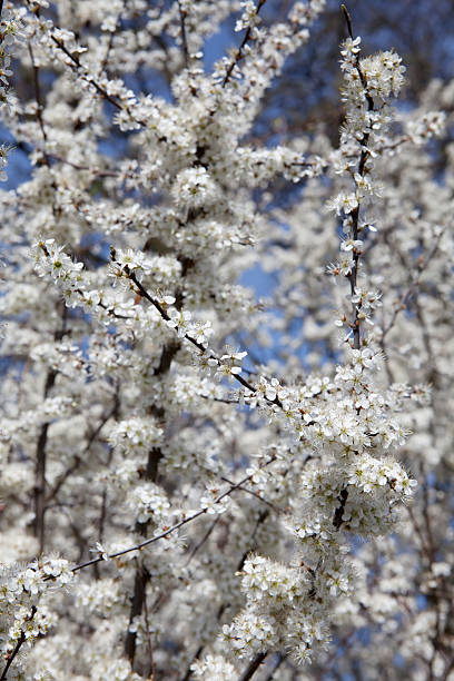 istock Blackthorn, Sloe (Prunus spinosa) Blossom 183874361