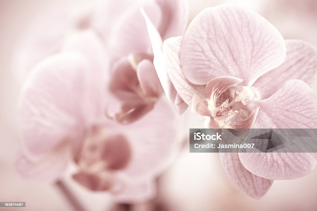 Orchidea - Foto stock royalty-free di Bellezza