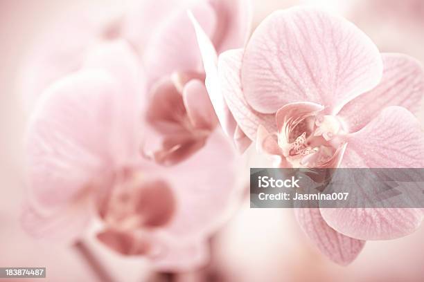 Orchidea - Fotografie stock e altre immagini di Bellezza - Bellezza, Bellezza naturale, Botanica