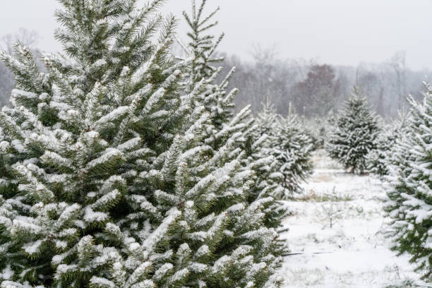 istock Beautiful Snow-Covered Christmas Trees 1838744886