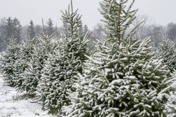istock Beautiful Snow-Covered Christmas Trees 1838744955