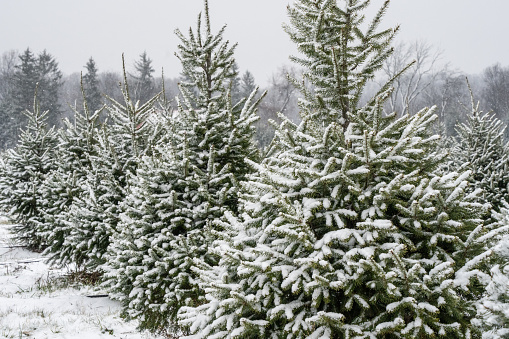 Snow covered Christmas Trees at Tree farm in Berks County, Pennsylvania