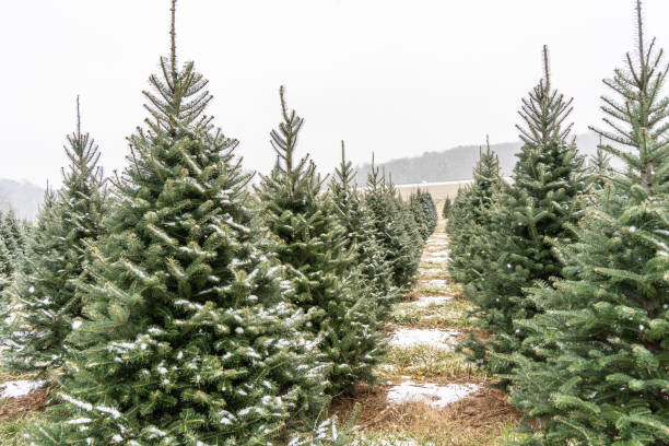 istock Beautiful Snow-Covered Christmas Trees 1838745410