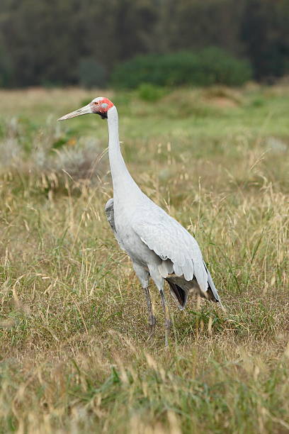 Brolga Brolga brolga stock pictures, royalty-free photos & images