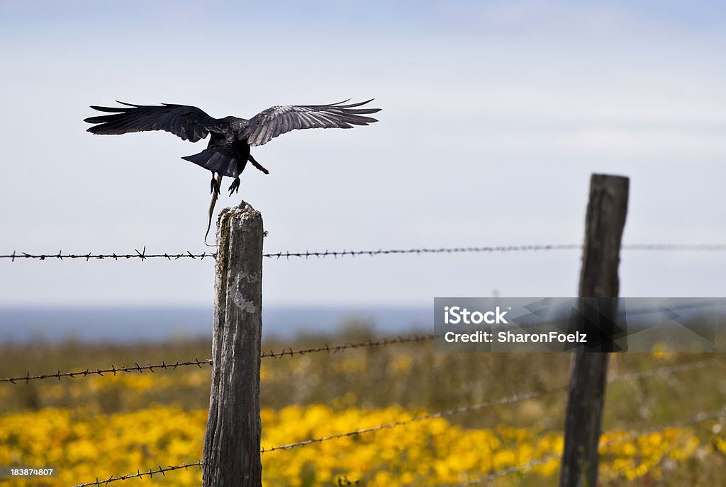 Crow в полете НОСИТЬ КОЖУ - Стоковые фото Ворона роялти-фри