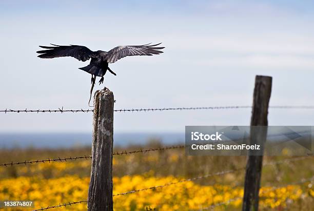 Crow В Полете Носить Кожу — стоковые фотографии и другие картинки Ворона - Ворона, Выборочная фокусировка, Горизонтальный