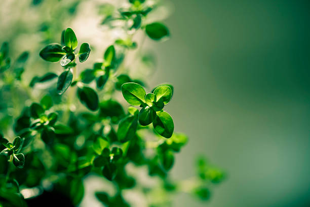 Citrus thyme Citrus thyme thyme stock pictures, royalty-free photos & images