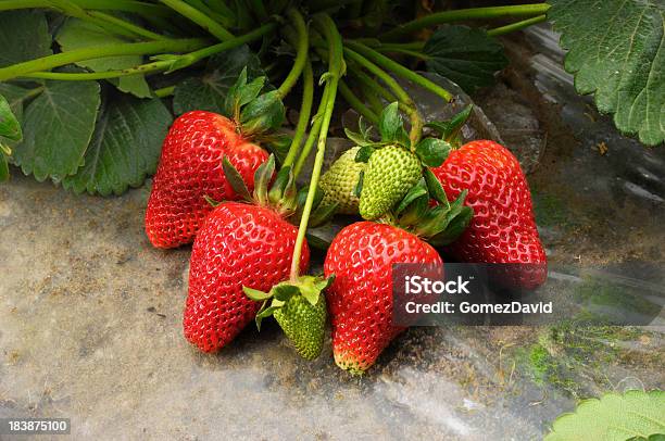 Closeup Of Ripening Strawberies On The Vine Stock Photo - Download Image Now - Agriculture, Antioxidant, Berry Fruit