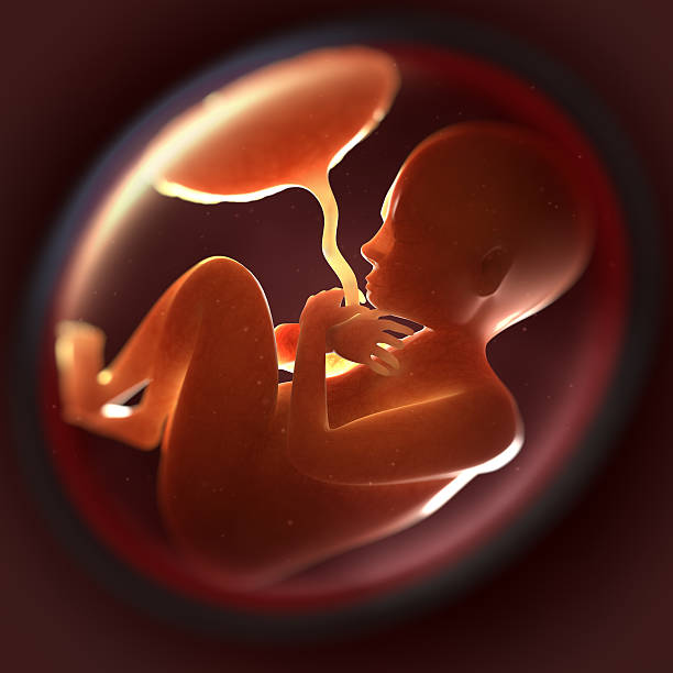 7- monat fötus in womb - fetus stock-fotos und bilder