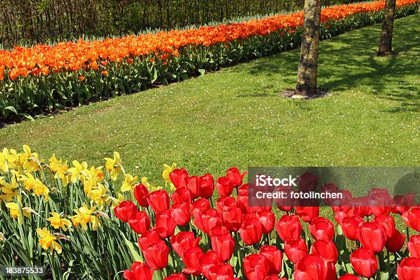 Tulpegarten Stockfoto und mehr Bilder von Baum - Baum, Blume, Blumenbeet