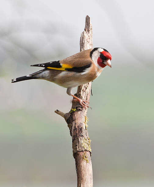 istock European Goldfinch (Carduelis_carduelis) perched on twig 183875610