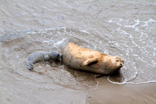 mother and child harbor seals