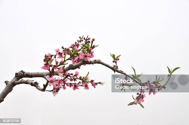 Pfirsich Stockfoto und mehr Bilder von Ast - Pflanzenbestandteil - Ast - Pflanzenbestandteil, Blume, Pfirsichbaum