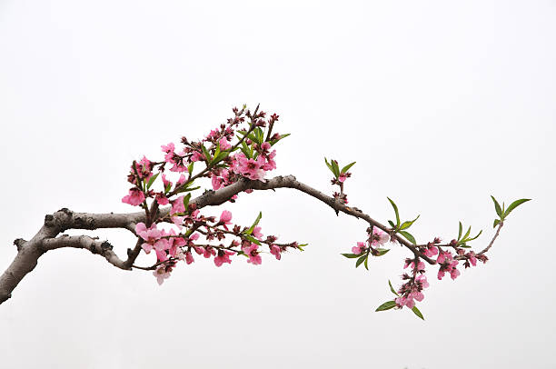peach "peach," branch plant part stock pictures, royalty-free photos & images