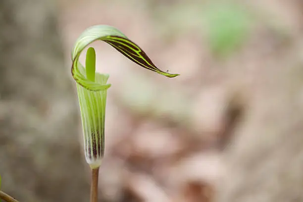 Photo of Jack-in-the-Pulpit