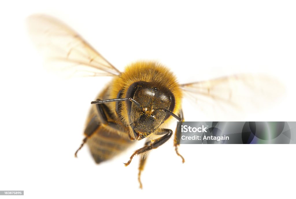 Flying Bee Bee Stock Photo
