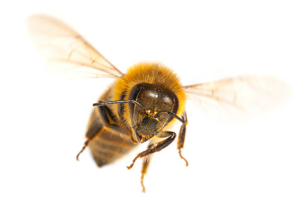 Flying Bee stock photo