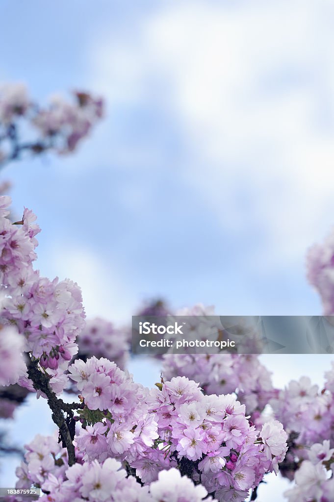 Fiore di ciliegio - Foto stock royalty-free di Albero