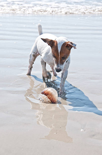 cão encontrado uma água-viva - box jellyfish - fotografias e filmes do acervo