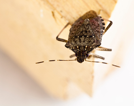 The adult brown marmorated stink bug is a little over a half inch in length and about as wide. The shield-shaped back contains various shades of brown. Unique markings for this species include alternating light bands on the antennae. Macro of a Stink Bug. Macro of a Stink Bug.