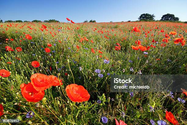 Flowers In The Field Stock Photo - Download Image Now - Agricultural Field, Corn Poppy, Cornflower