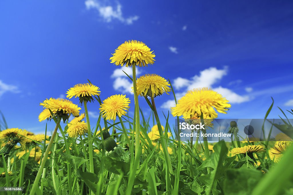 Giallo fiori di tarassaco-spring meadow - Foto stock royalty-free di Dente di leone