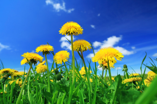 Yellow dandelion flowers - spring meadowSCROLL DOWN for more XXXL photos :)