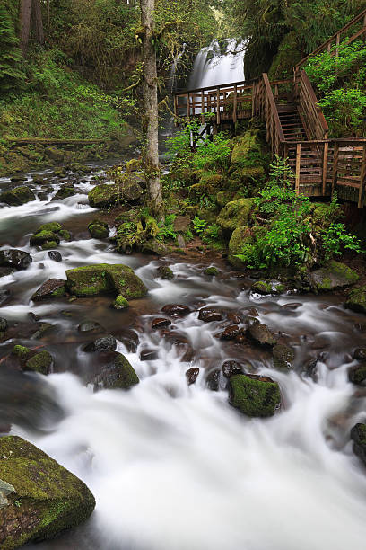 Wald Bach und Wasserfall – Foto