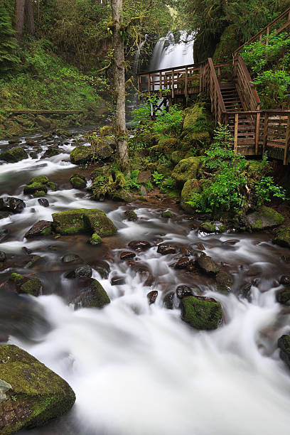 Cascada y el arroyo del bosque - foto de stock