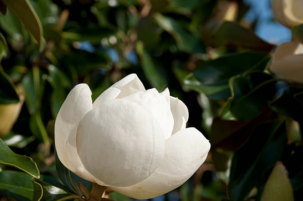 белый, магнолиевый часы и в цвету - magnolia southern usa white flower стоковые фото и изображения