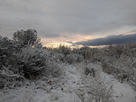 Sagebrush with a dusting of snow at dusk in Christmas Valley Oregon