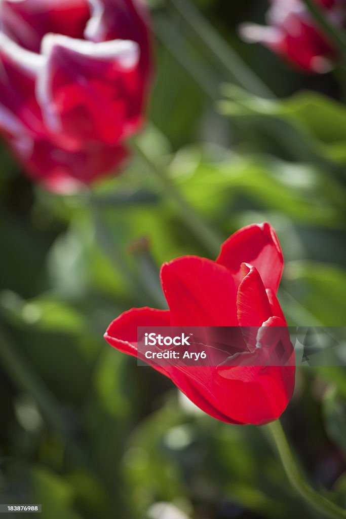 Tulipano rosso in un giardino - Foto stock royalty-free di Agricoltura