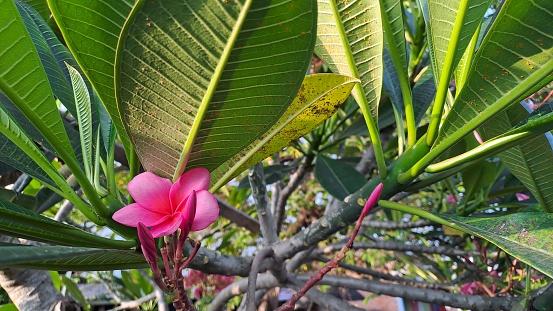 Beautiful plumeria (frangipani) with a natural background