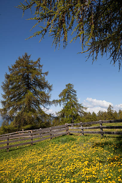istock larch trees with blooming meadow and fence 183877132