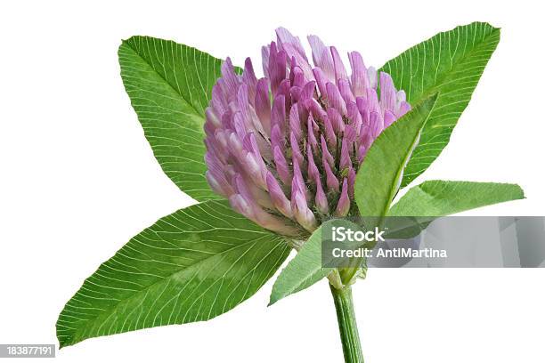 Red Clover Isolated On White Stock Photo - Download Image Now - Crimson Clover, Cut Out, Close-up
