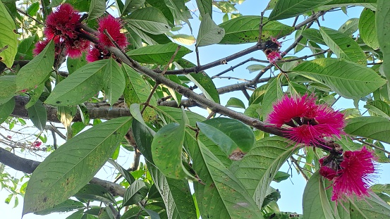 Beautiful of flowers and leaves of the Syzygium Fruit