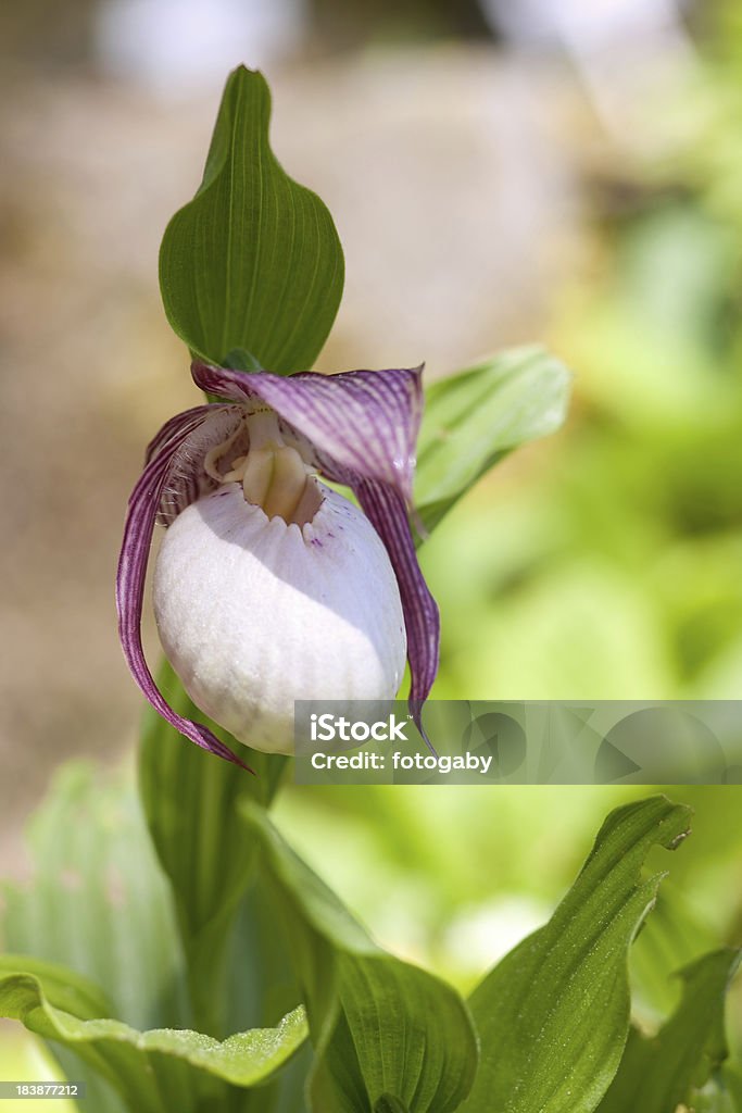 Lady's Slipper - Lizenzfrei Bedrohte Tierart Stock-Foto