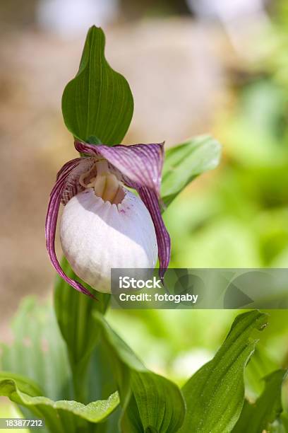 Ladys Slipper Stockfoto und mehr Bilder von Bedrohte Tierart - Bedrohte Tierart, Blüte, Blütenblatt