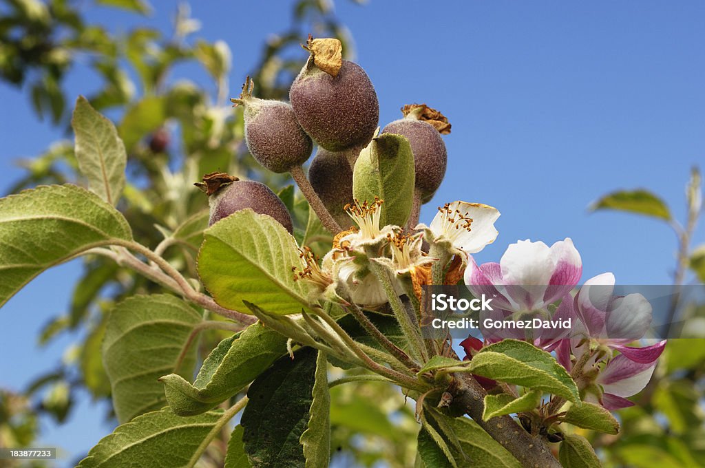 Close-up de maturação maçãs na Árvore - Royalty-free Flor Foto de stock